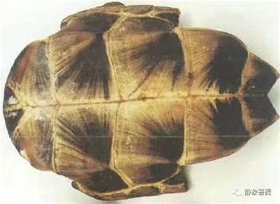 梦见狗是什么意思?周公解梦最权威解析